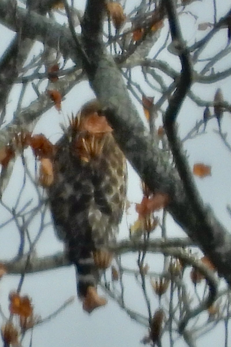 Red-shouldered Hawk - ML645280791