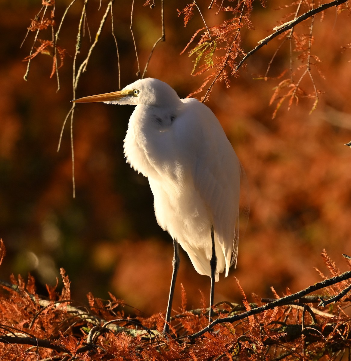 volavka bílá - ML645280796