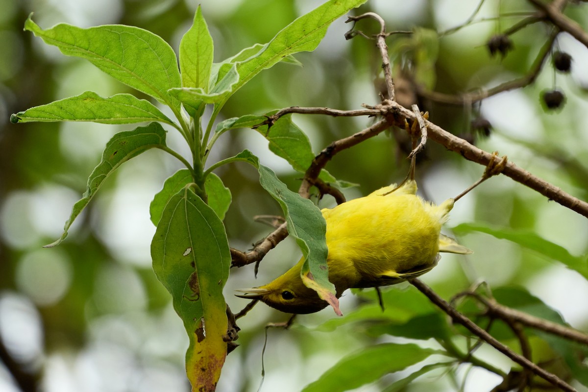 Mangrove Yellow Warbler (Galapagos) - ML645280798