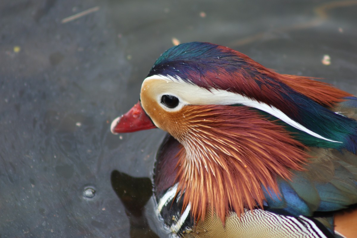 Mandarin Duck - ML645280799