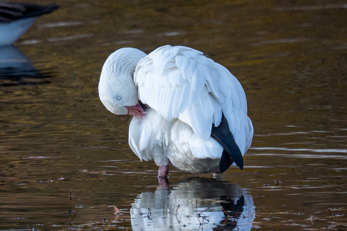 Snow Goose - ML645280800