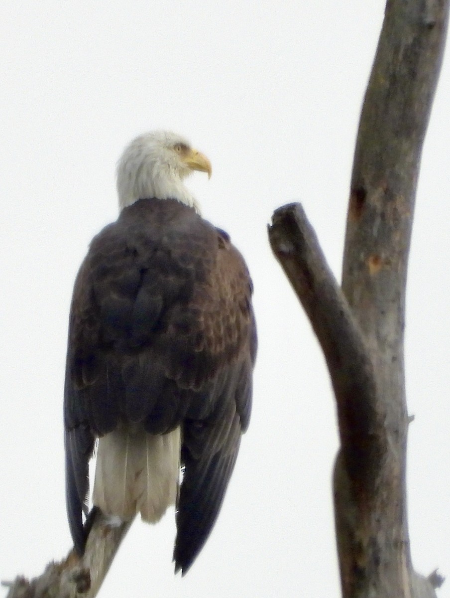 Bald Eagle - ML645280814