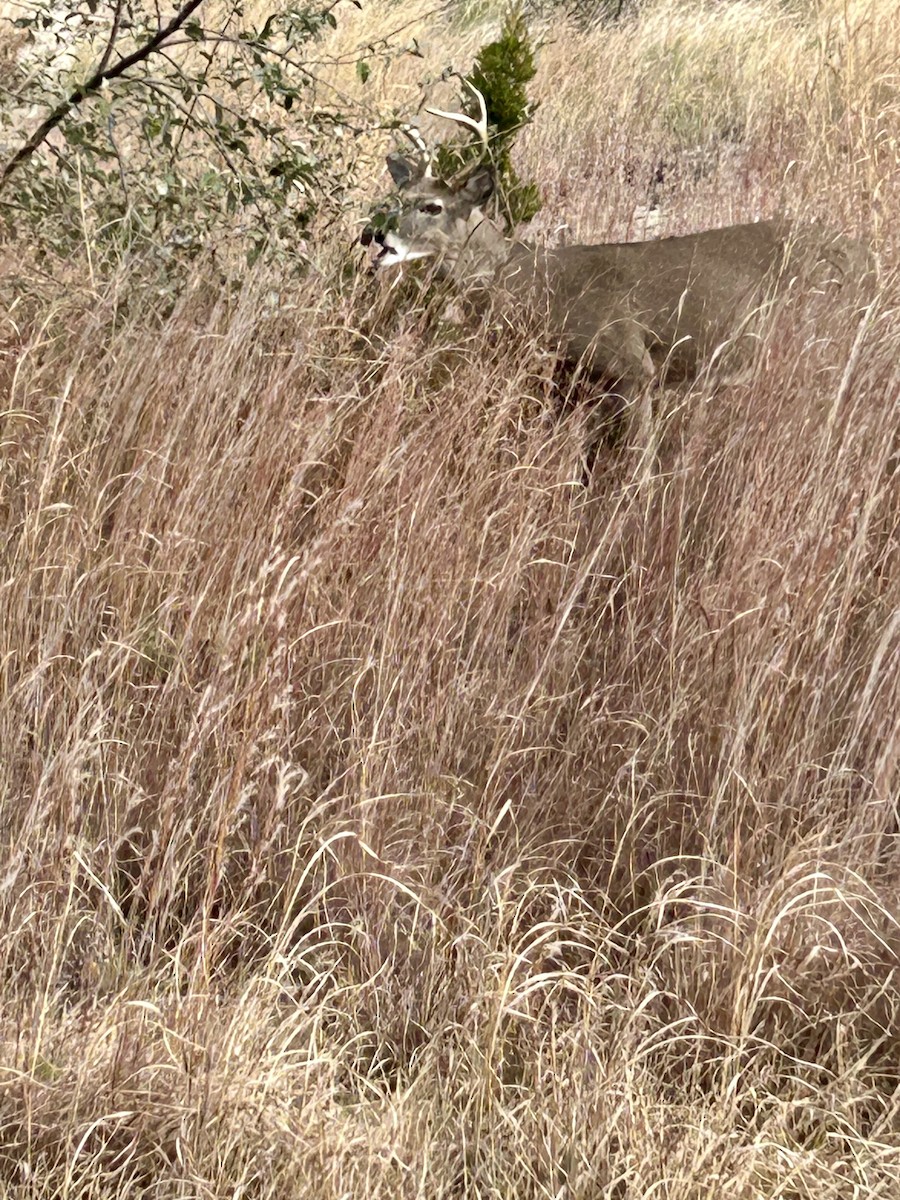 White-tailed Deer - ML645280817