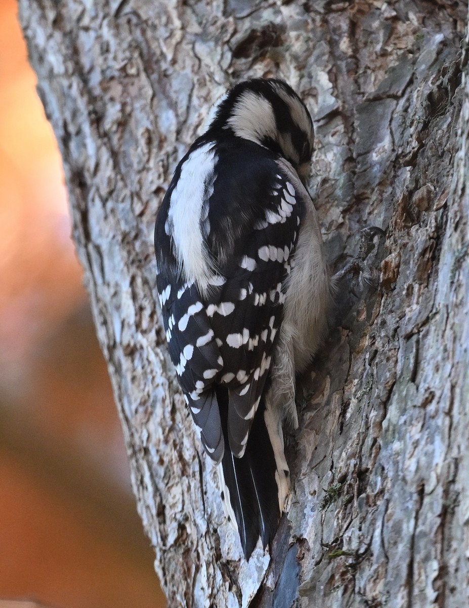 strakapoud osikový - ML645280822