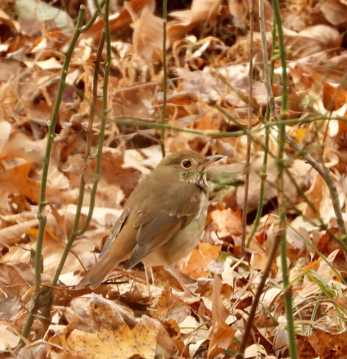 Hermit Thrush - ML645280873
