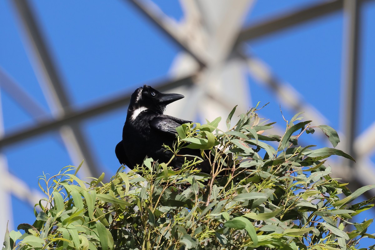 Torresian Crow - ML645280884