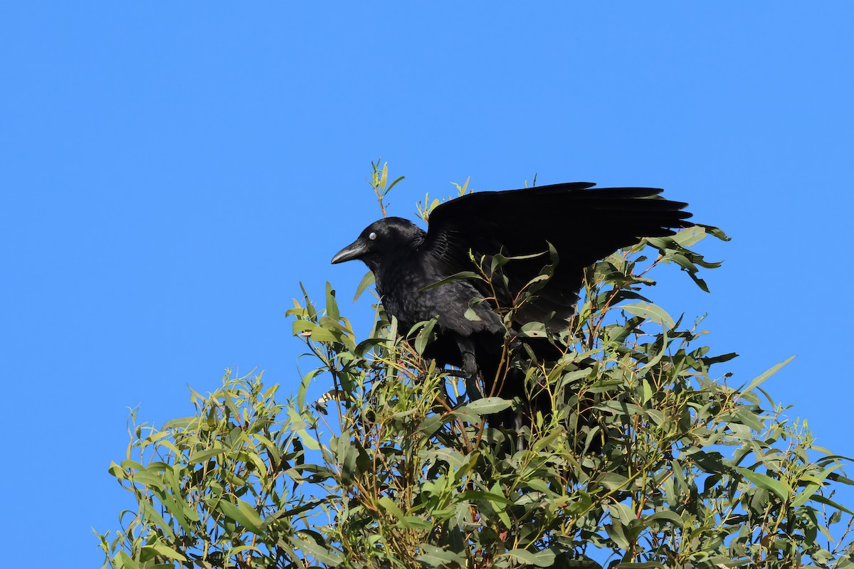 Torresian Crow - ML645280885