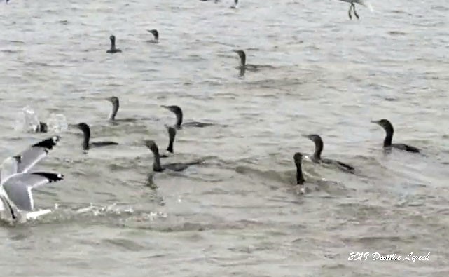 Double-crested Cormorant - ML645280905