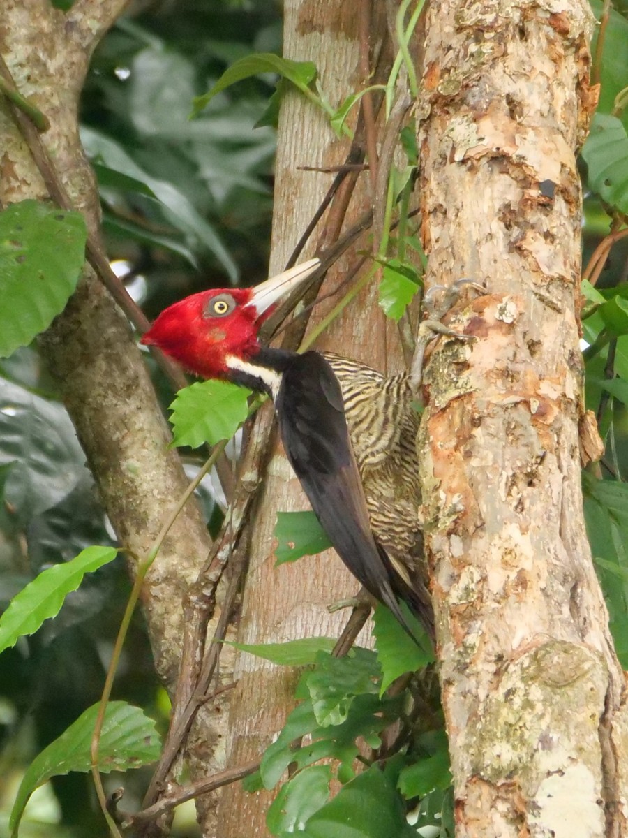 ズアカエボシゲラ - ML645280912