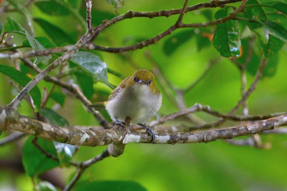 Guadalcanal White-eye - ML645280931