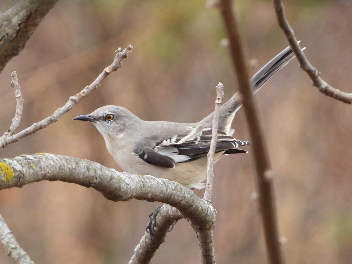 Northern Mockingbird - ML645280936