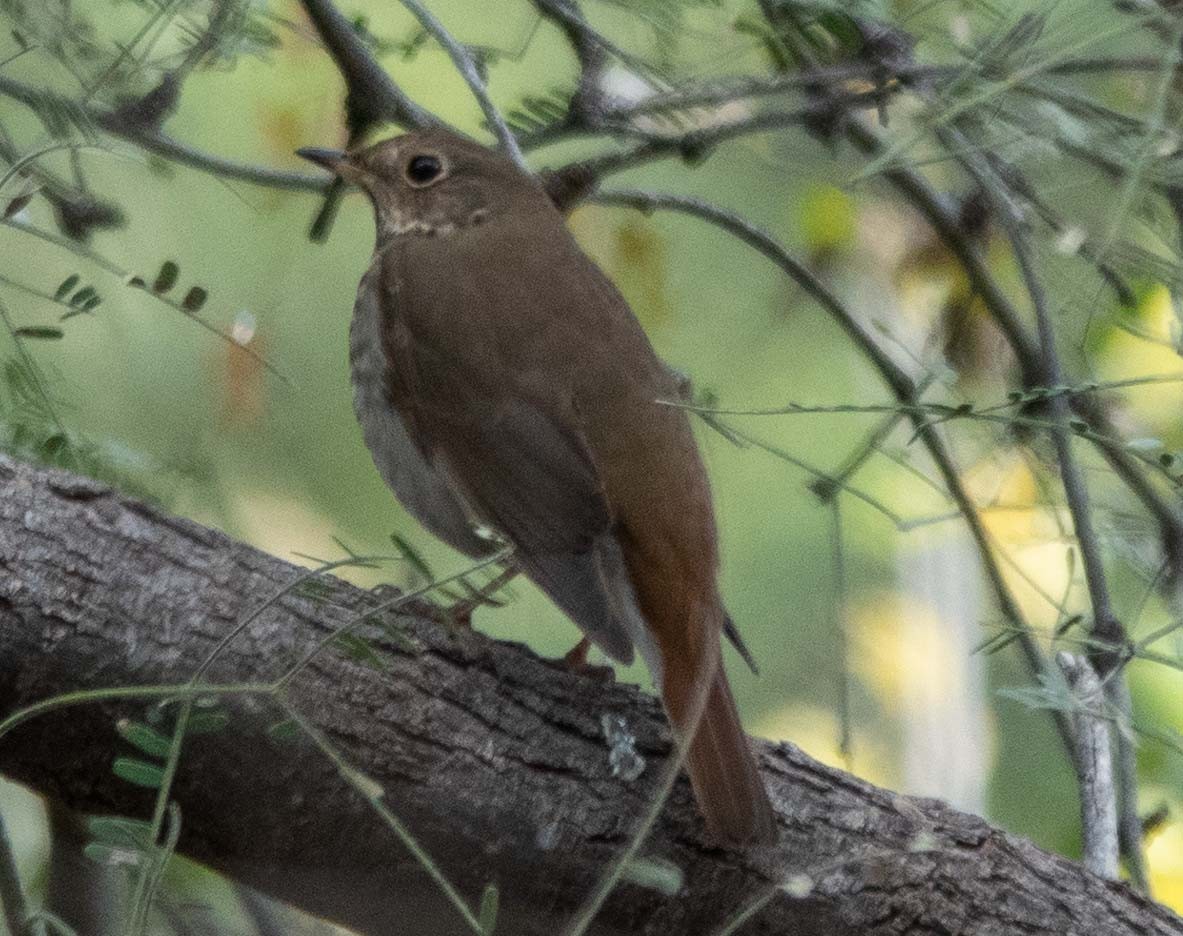 Tordo di Pallas - ML645280950