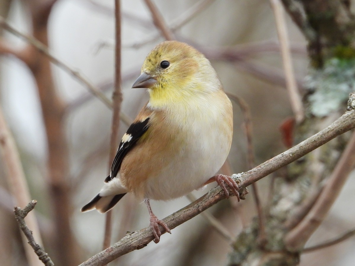 Altın İskete - ML645280965