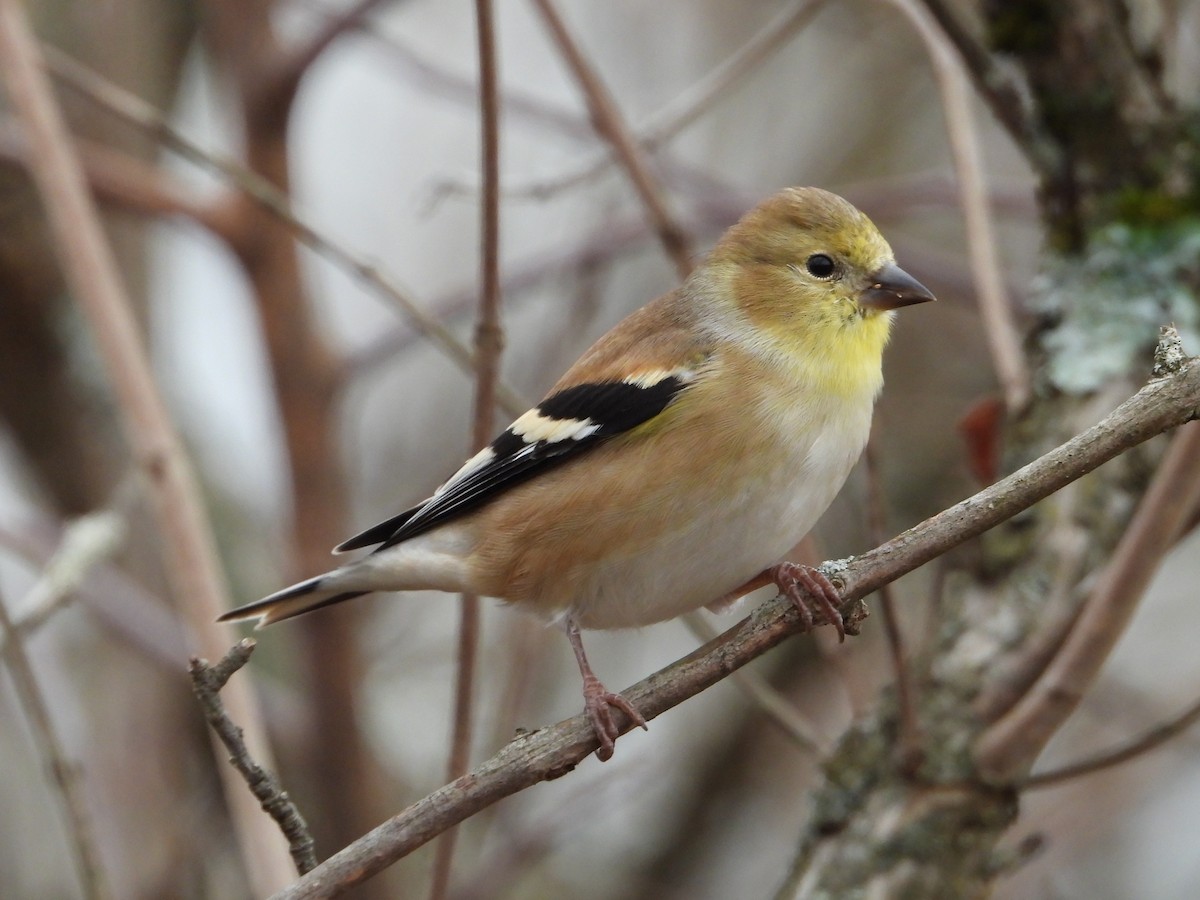 Altın İskete - ML645280966