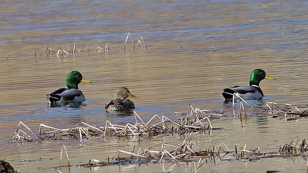 Кряква - ML645280967