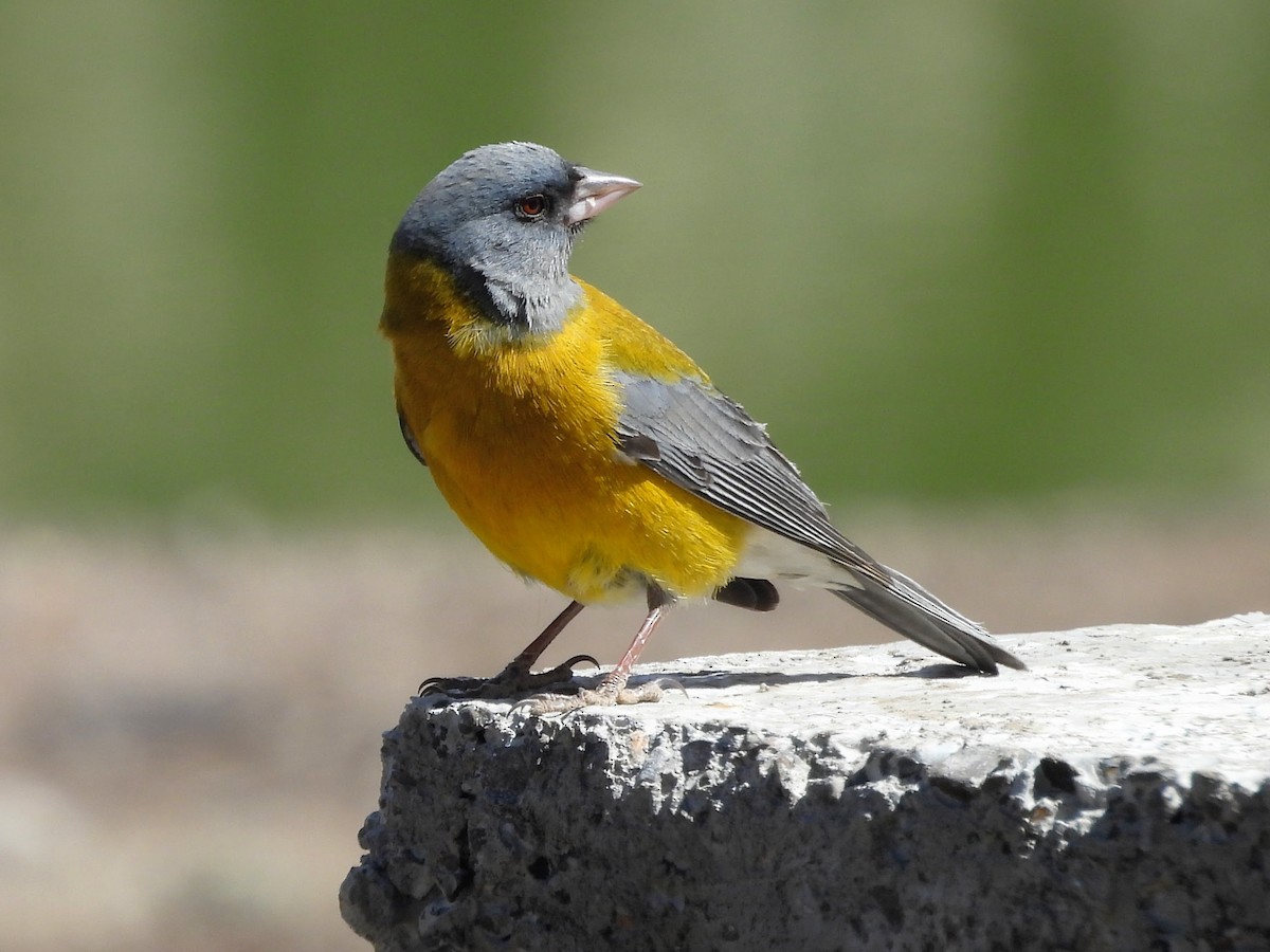 Gray-hooded Sierra Finch - ML645280968