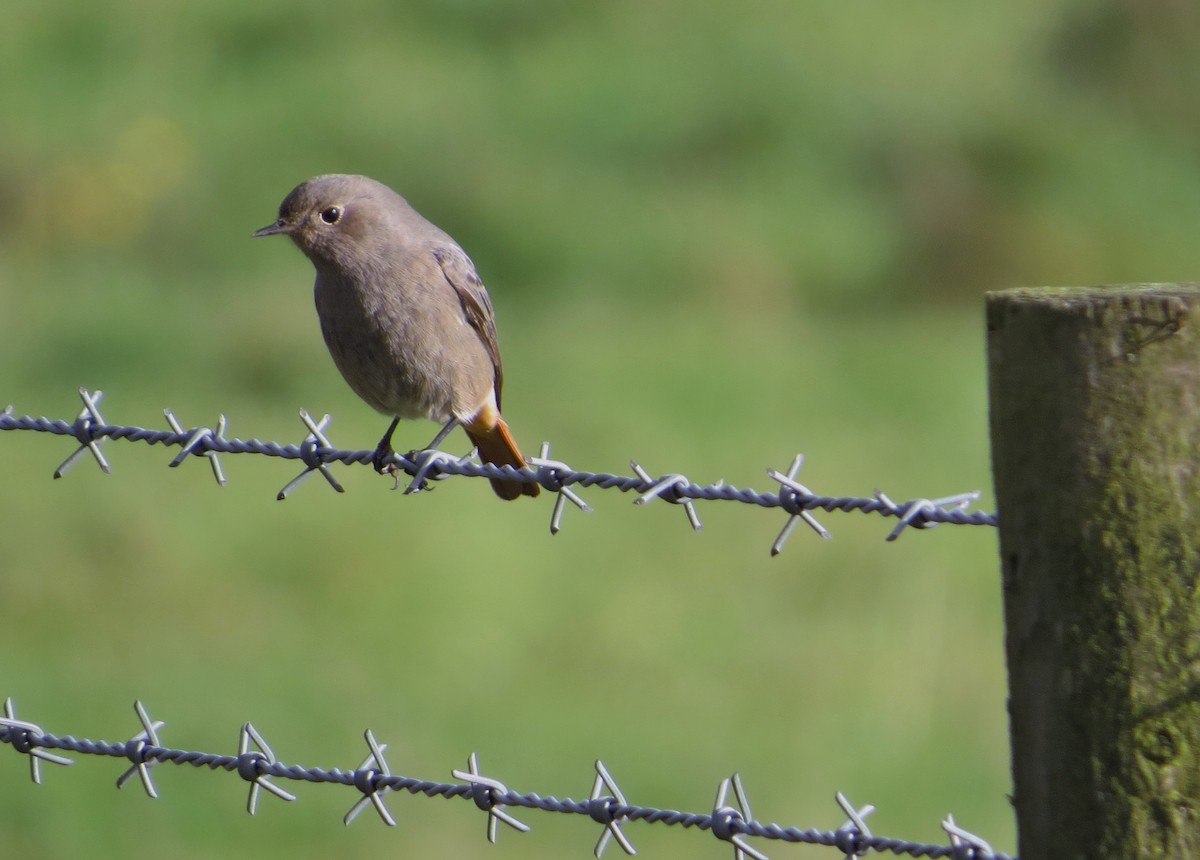 Black Redstart - ML645280994