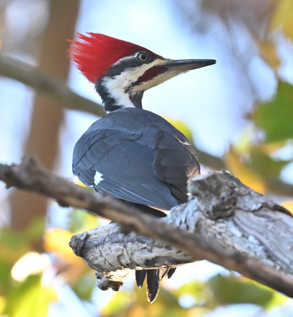 datel chocholatý - ML645280998