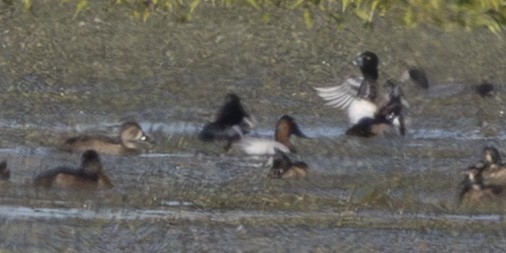 Büyük Elmabaş - ML645281002