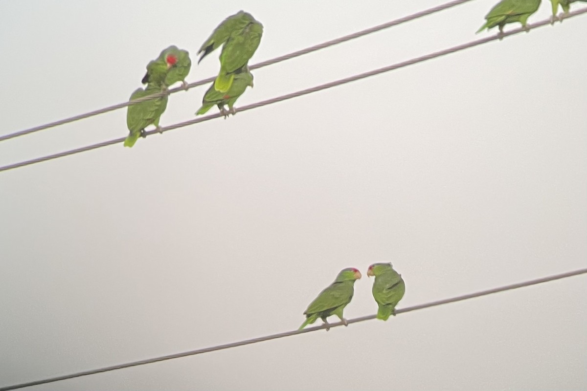 Red-crowned Amazon - ML645281011