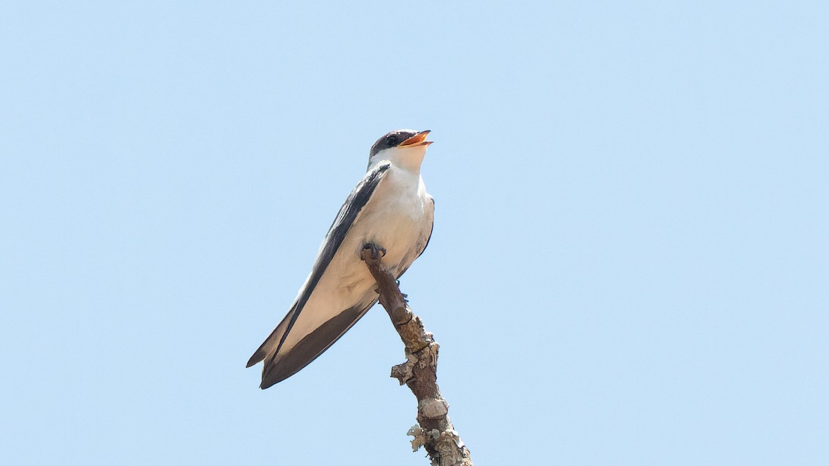 White-winged Swallow - ML645281012