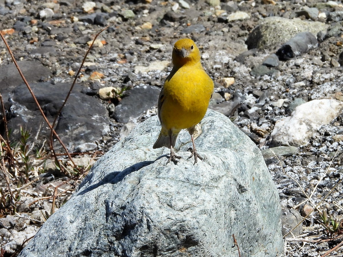 Greater Yellow-Finch - ML645281013