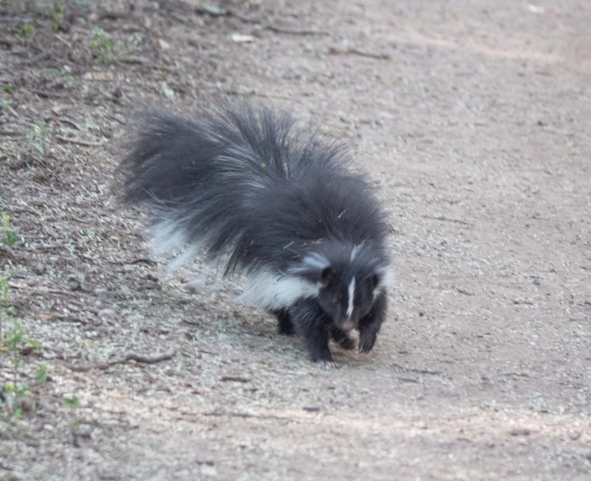 Arizona Striped Skunk - ML645281017