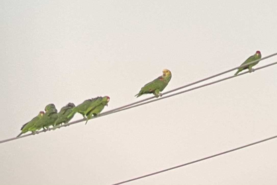 Yellow-headed Amazon - ML645281019