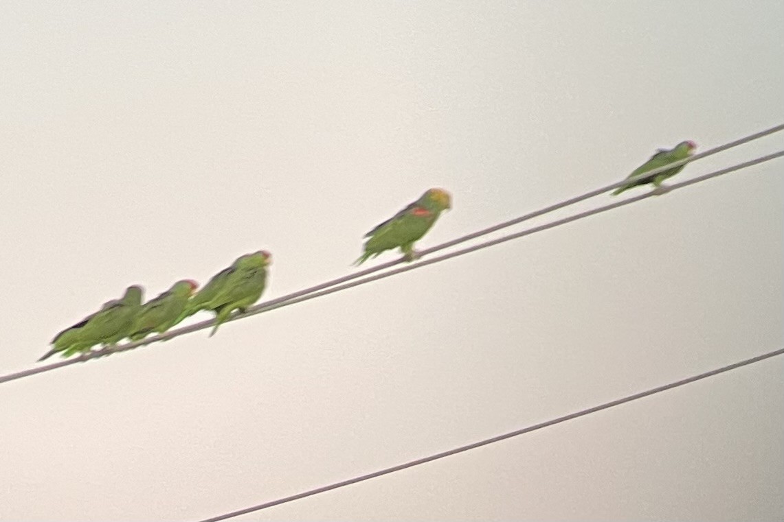 Yellow-headed Amazon - ML645281020