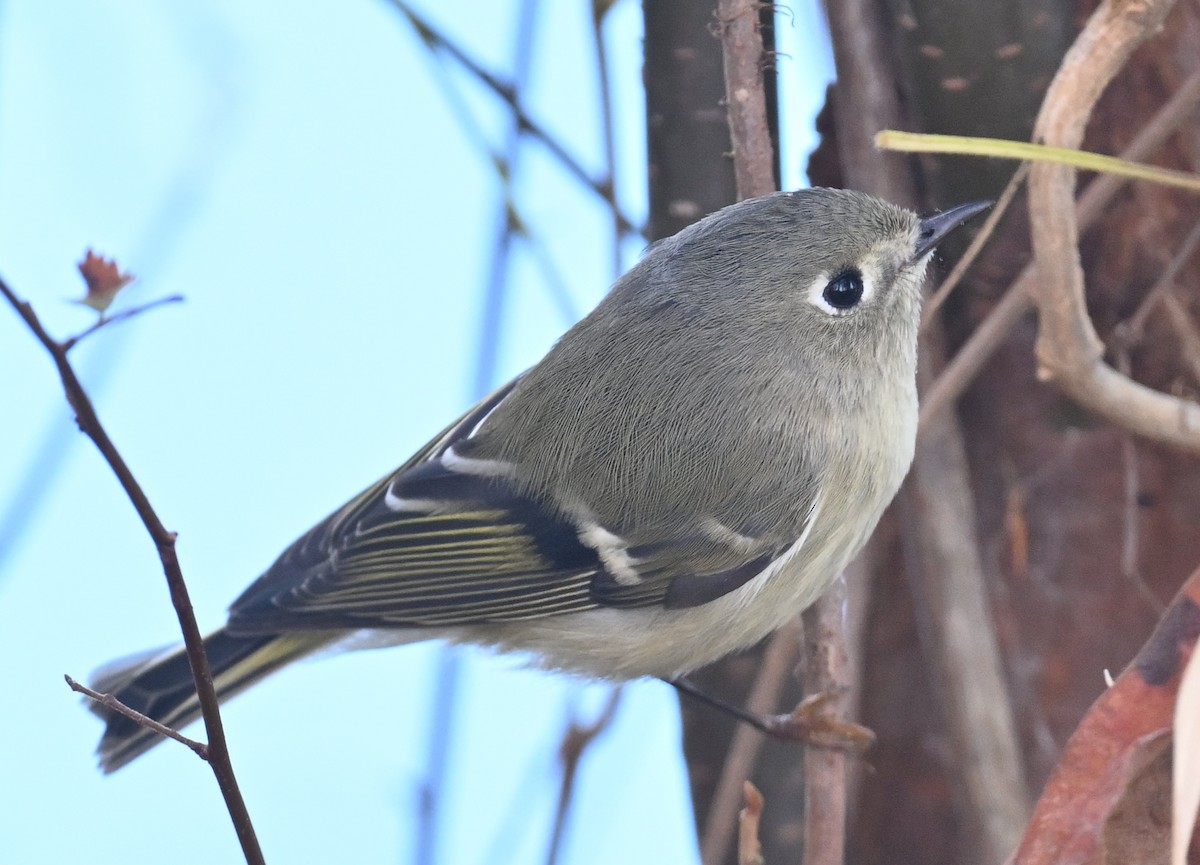 Ruby-crowned Kinglet - ML645281021