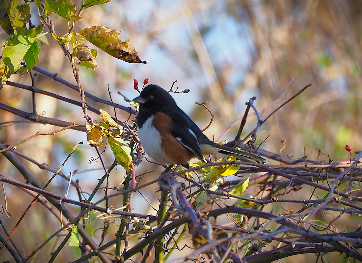 Eastern Towhee - ML645281023