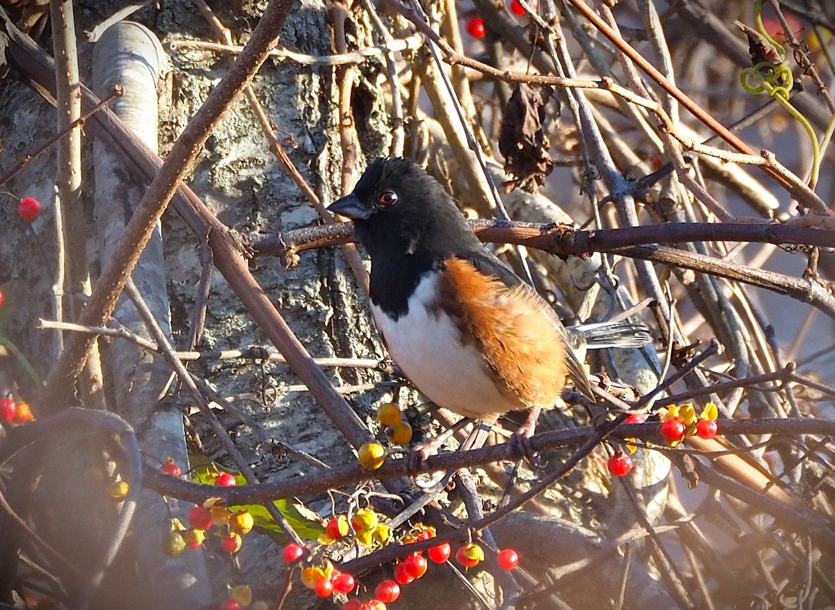 Eastern Towhee - ML645281024
