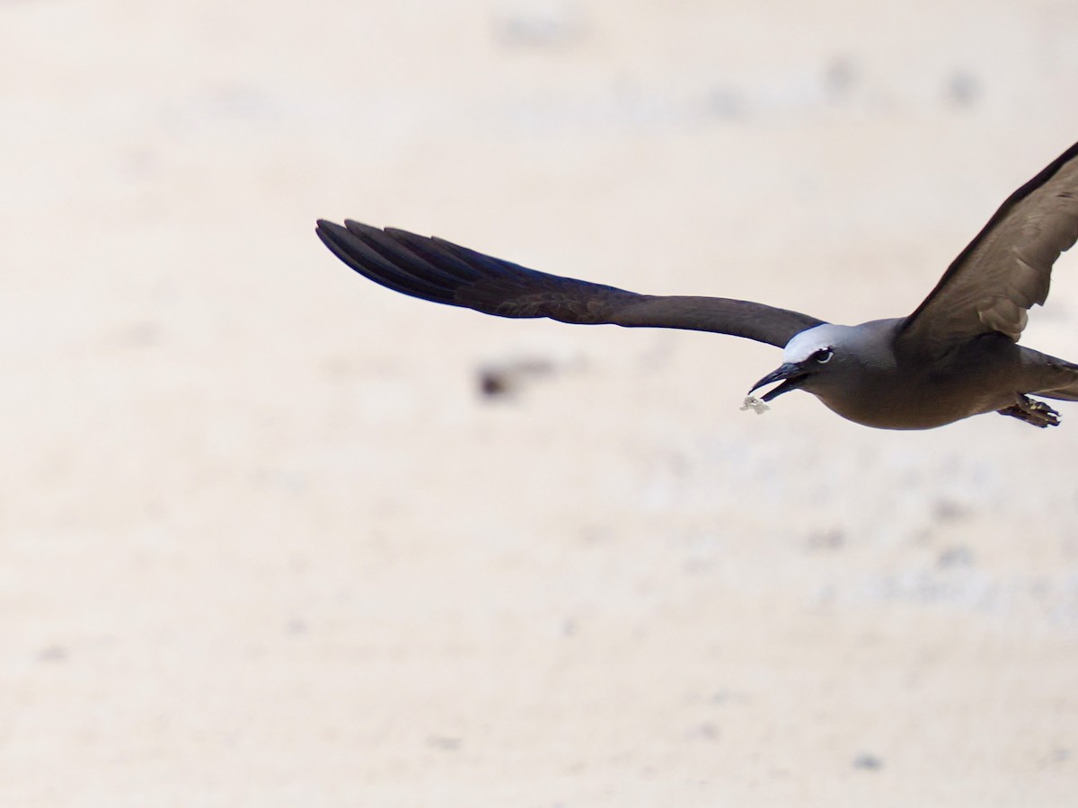 玄燕鷗 - ML645281026