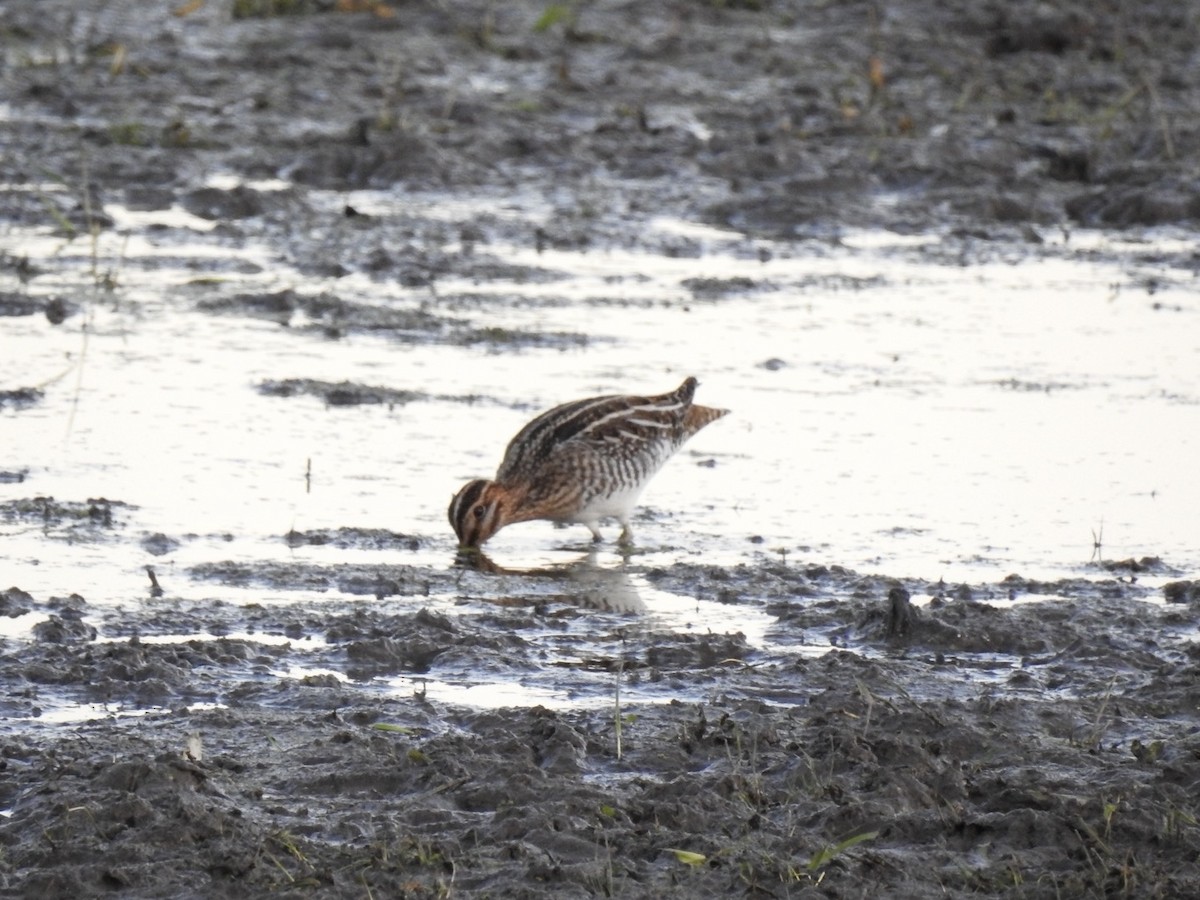 Wilson's Snipe - ML645281031
