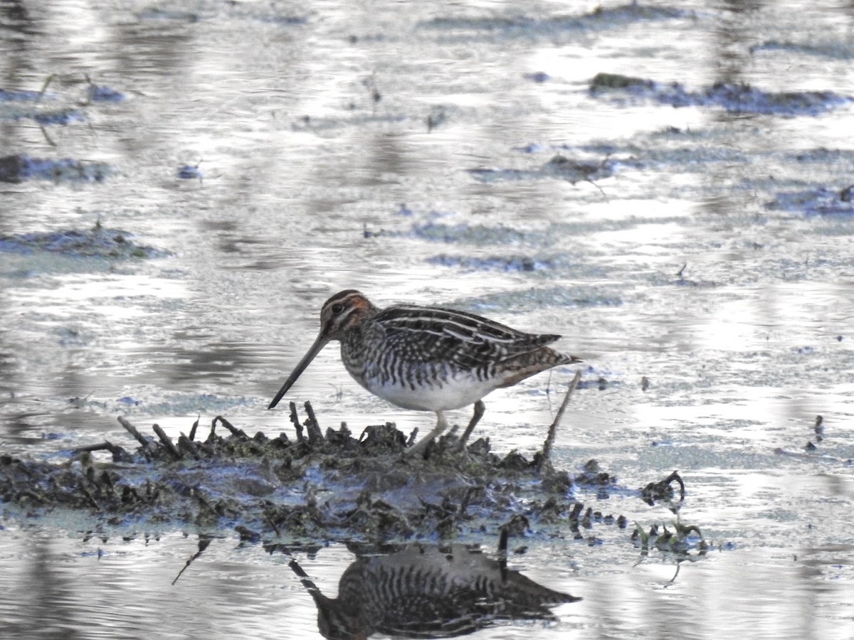 Wilson's Snipe - ML645281032