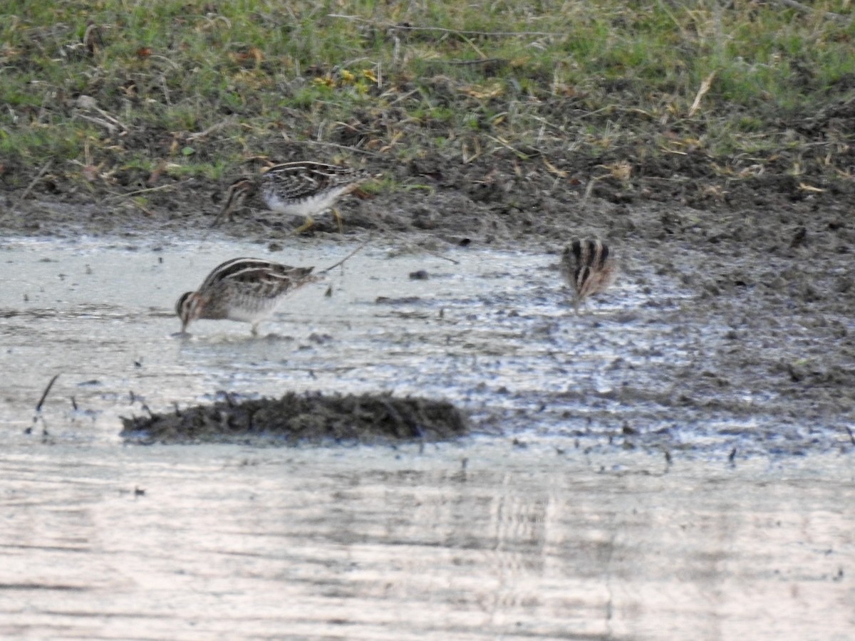 Wilson's Snipe - ML645281033