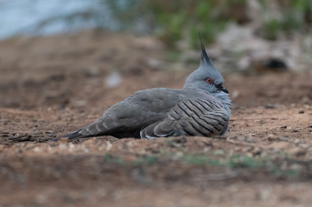 Crested Pigeon - ML645281035