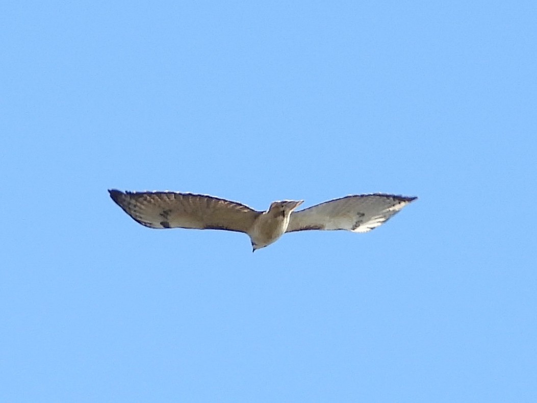 Red-tailed Hawk (Krider's) - ML645281037