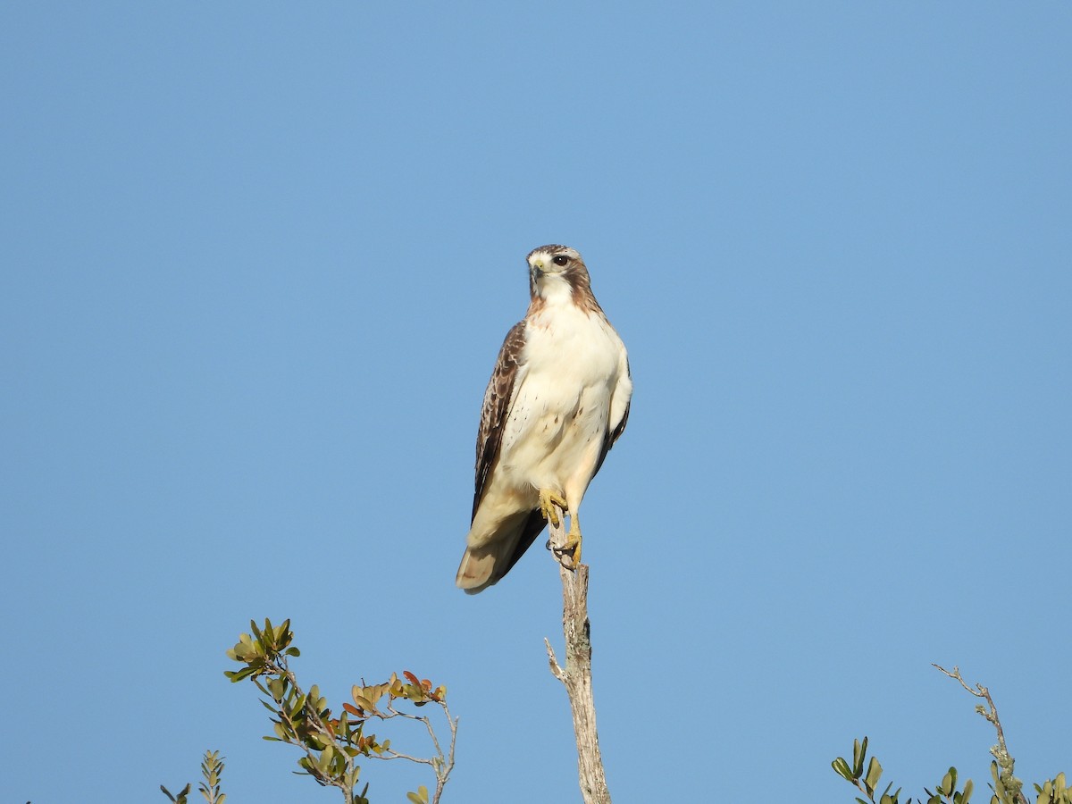 Red-tailed Hawk (Krider's) - ML645281038