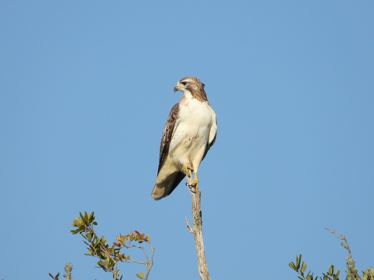 Red-tailed Hawk (Krider's) - ML645281039