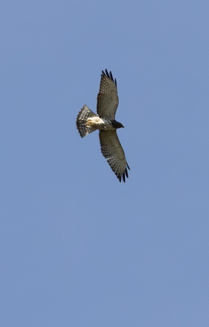 Swainson's Hawk - ML645281040