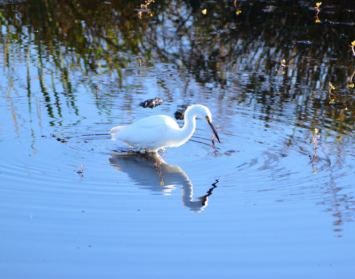 Snowy Egret - ML645281041