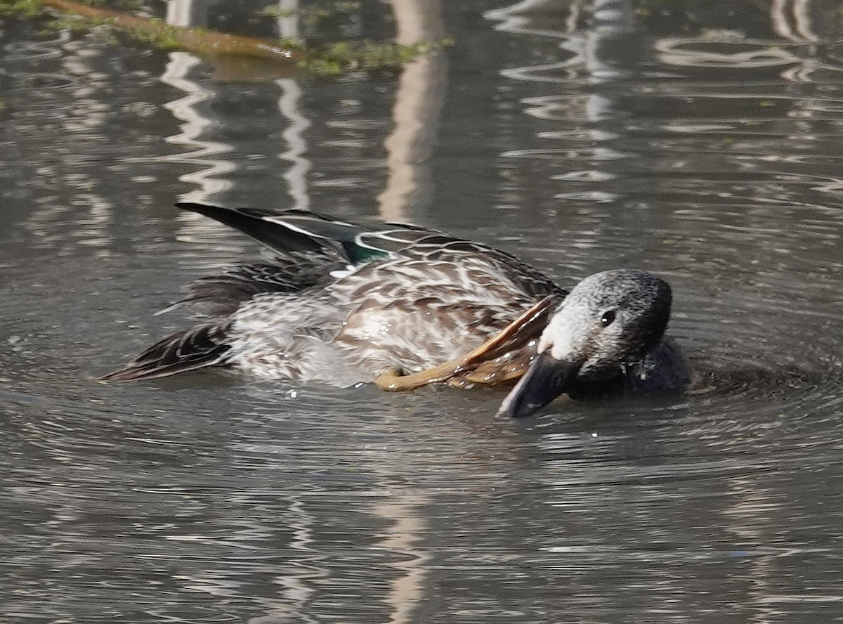 Blue-winged Teal - ML645281042