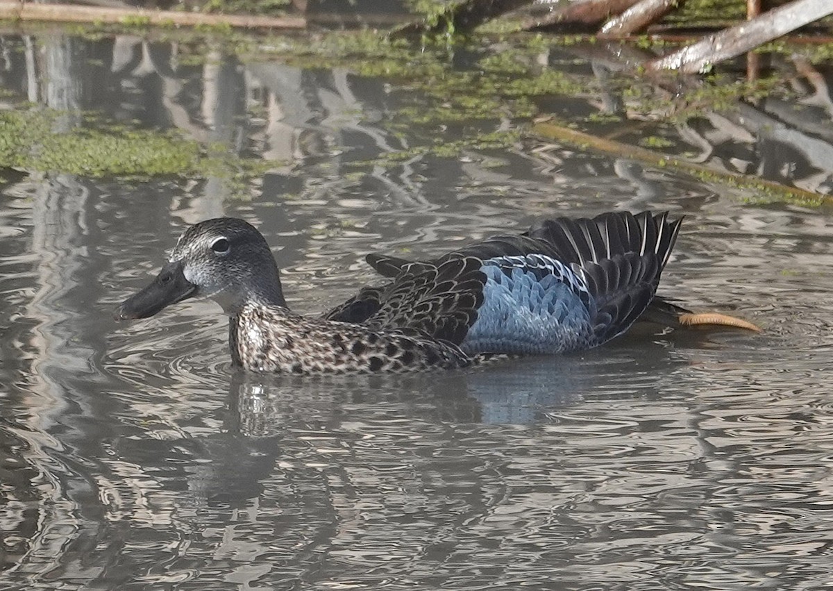 Blue-winged Teal - ML645281043