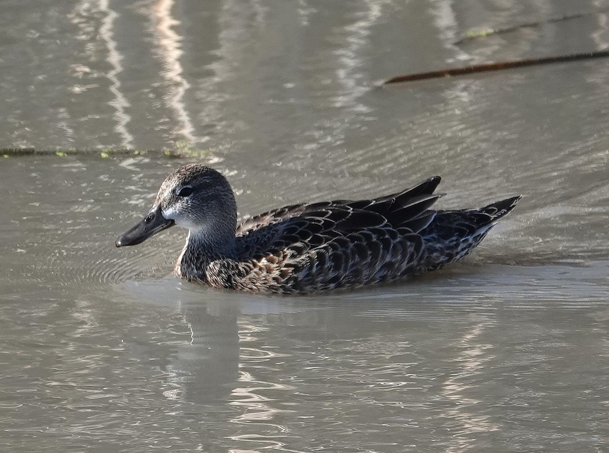 Blue-winged Teal - ML645281044