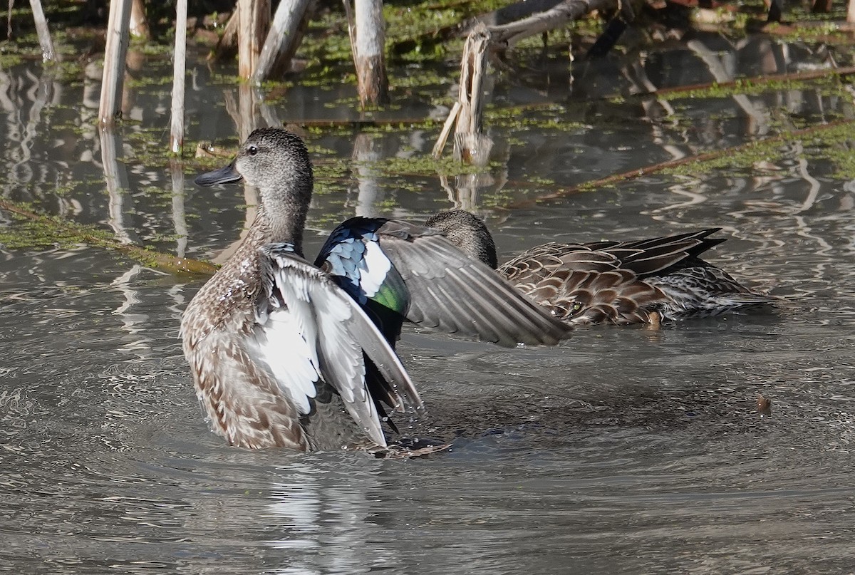 Blue-winged Teal - ML645281045