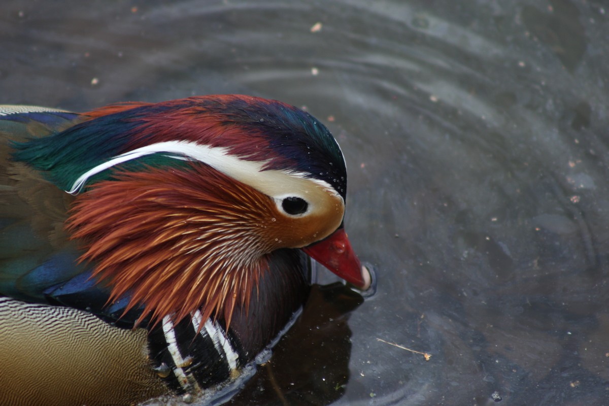 鴛鴦 - ML645281046