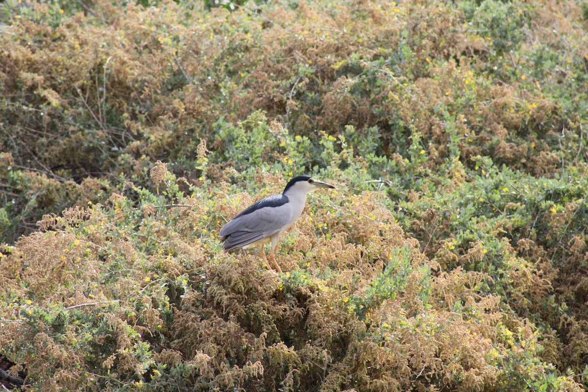 夜鷺 - ML645281047