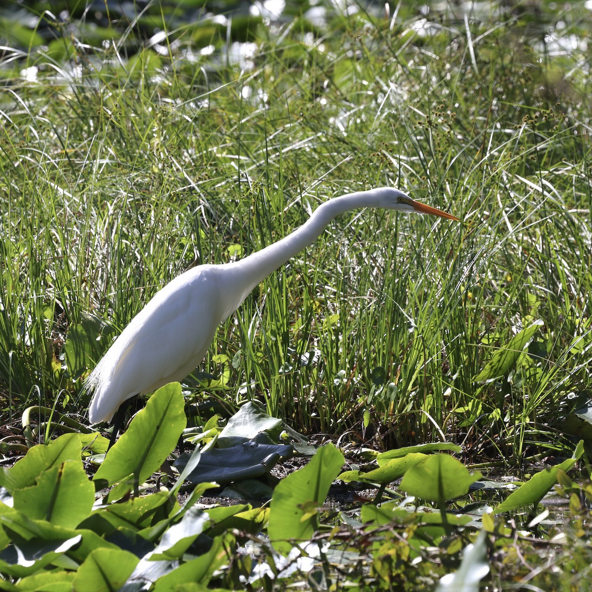 大白鷺 - ML645281048