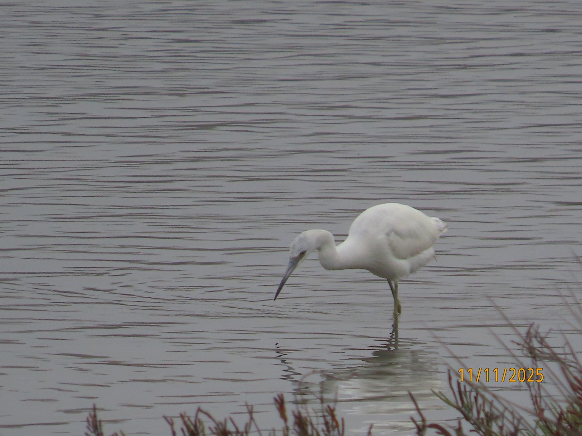 Little Blue Heron - ML645281049
